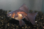 Zwarte Sluier